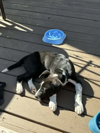 Horace (Bessie Litter)