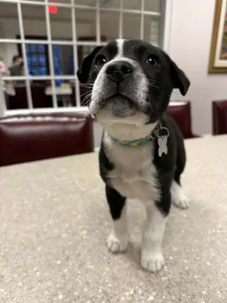 Horace (Bessie Litter)