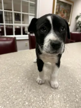 Horace (Bessie Litter)