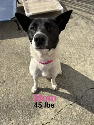 Horace (Bessie Litter)
