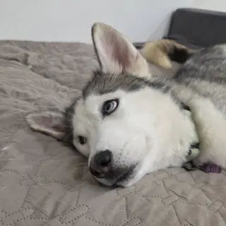 Oscar