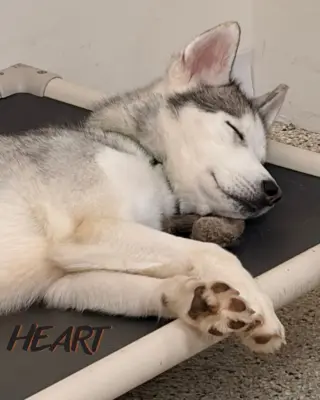 Oscar