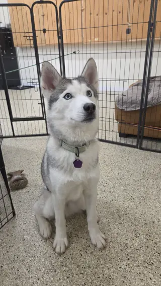 Oscar
