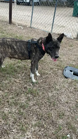 Selma