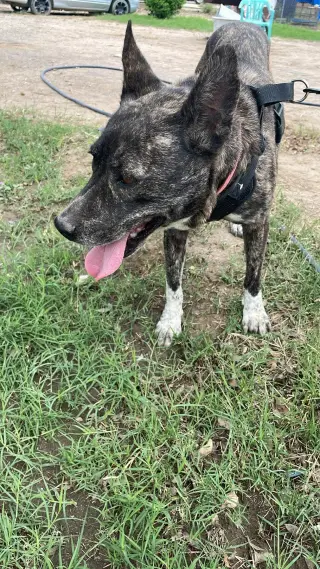 Selma