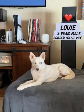 LOUIE  – 1 YEAR MALE BORDER COLLIE MIX