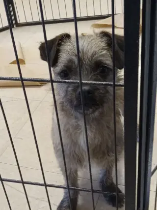 Gabby-pug