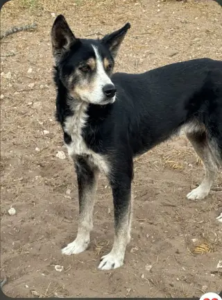Leo