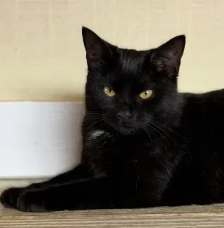 Bellatrix