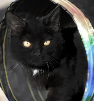 Bellatrix