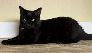 Bellatrix