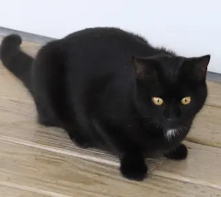 Bellatrix