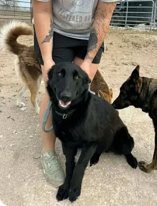 Bear