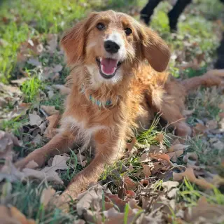Cinnamon (Conroe)