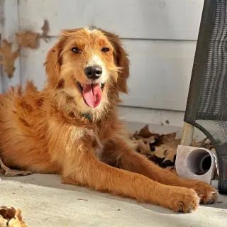 Cinnamon (Conroe)