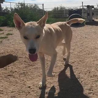 Bella