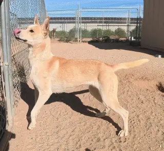 Bella