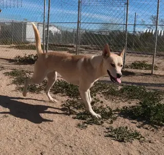 Bella