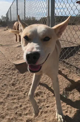 Bella