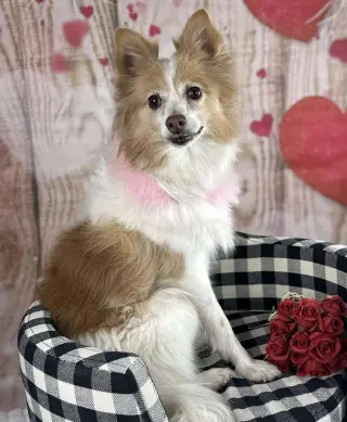 Pippi