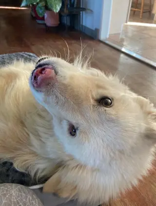 Apollo