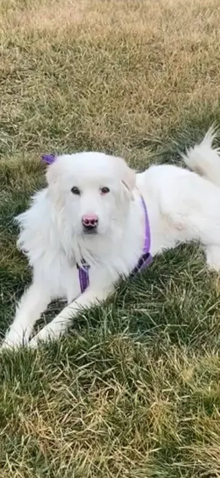 Apollo