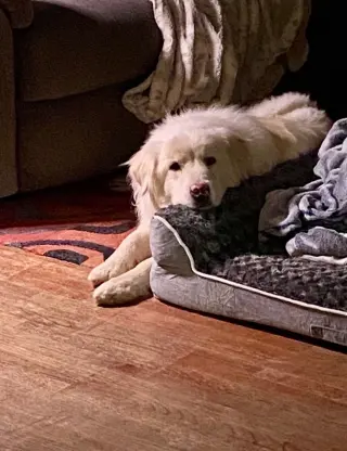 Apollo