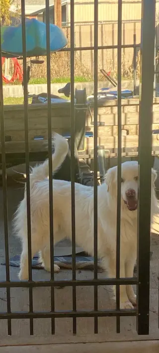 Apollo