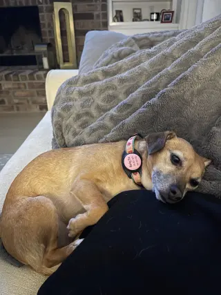 Harley