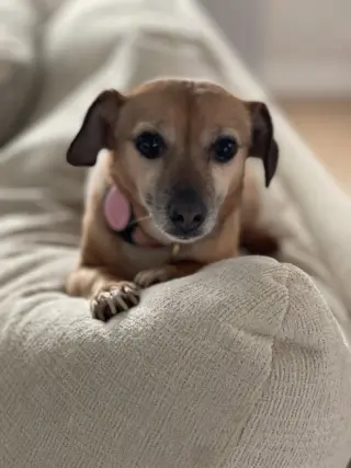 Harley