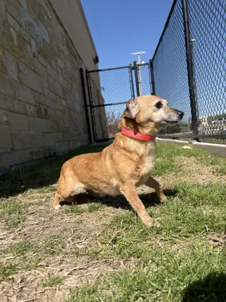 Harley
