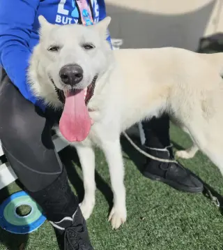 Bodhi- Diamond Dog! $75 Adoption Fee!