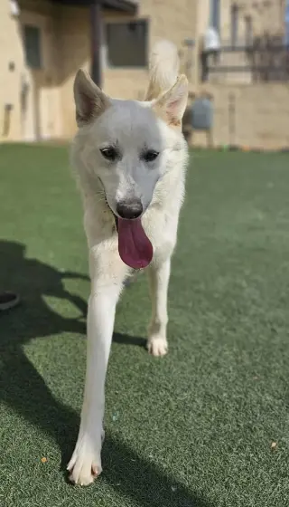 Bodhi- Diamond Dog! $75 Adoption Fee!