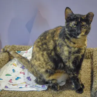 Hazel