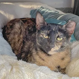 Hazel
