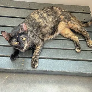 Hazel