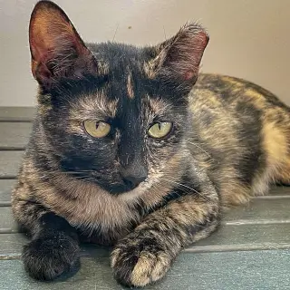 Hazel