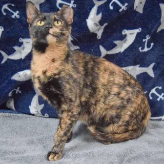 Hazel