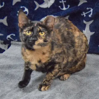 Hazel