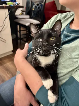 Jeeves
