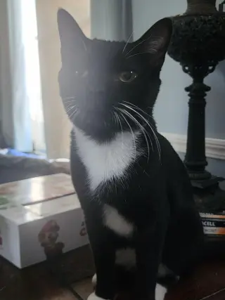 Jeeves