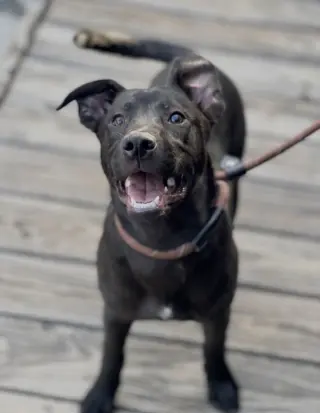 Elle