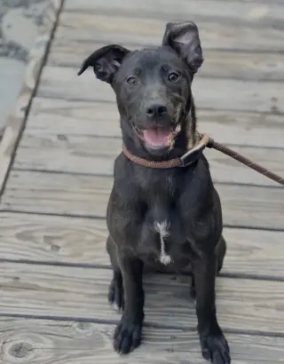 Elle