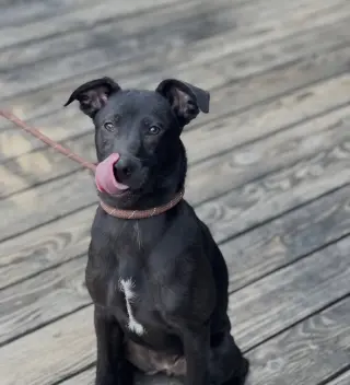 Elle