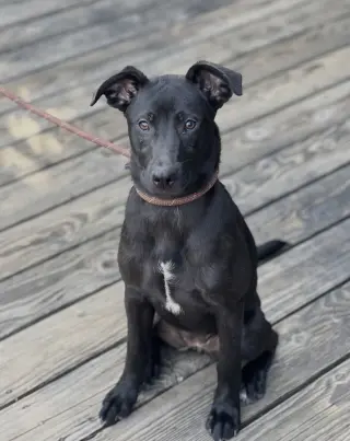 Elle