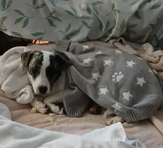 Suki