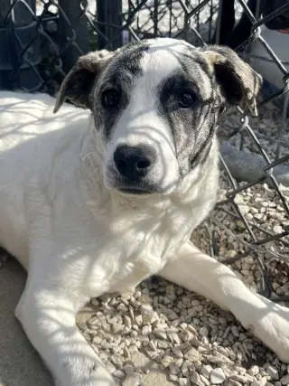 Suki