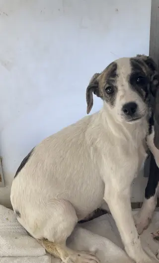 Suki