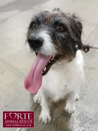 Rokky