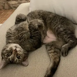 Bobbi